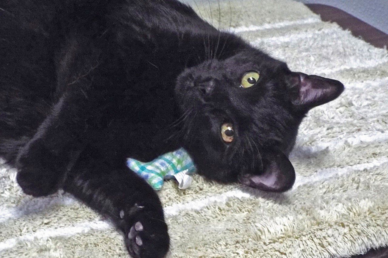 Adopt a friend: Fiona
